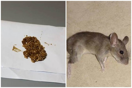 Đừng dùng thuốc diệt chuột mà áp dụng ngay phương pháp này, tất cả chuột đều tự bỏ đi xa