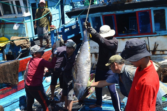Lao động nghề biển tại Phú Yên có được nhận hỗ trợ?