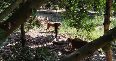 2 chú chó phát hiện rắn hổ mang chúa dài 3,7 m trong vườn, trận chiến sẽ kết thúc ra sao?