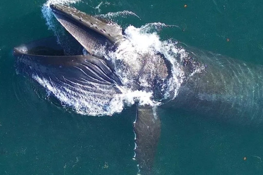 Cá voi lưng gù tiêu thụ hơn 18.000 tấn thức ăn mỗi ngày