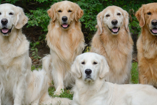 Chó Golden Retriever - Bạn biết gì về giống chó thông minh thứ 4 thế giới này?