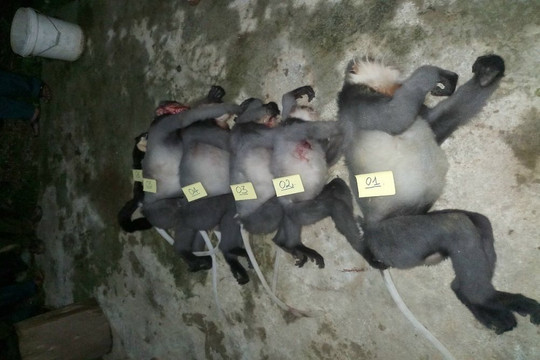 Khởi tố vụ bắn chết 5 con voọc chà vá chân xám quý hiếm ở Quảng Ngãi