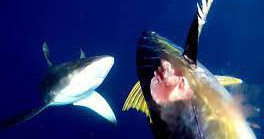 Vừa đâm được con cá ngừ, ngư dân thất kinh khi có 2 con cá mập 'khát máu' lao đến