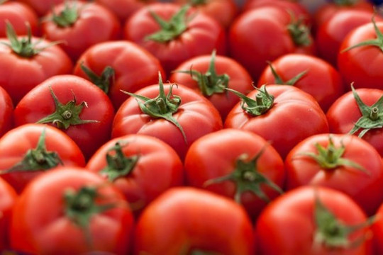 Cà chua chỉnh sửa gen được bán 500.000 đồng/kg