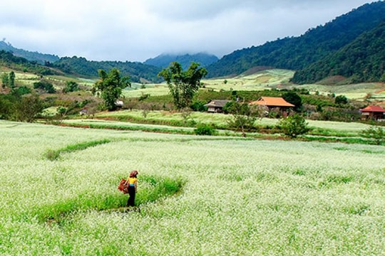 Sơn La có một "thiên đường" hoa cải trắng đẹp quên lối về