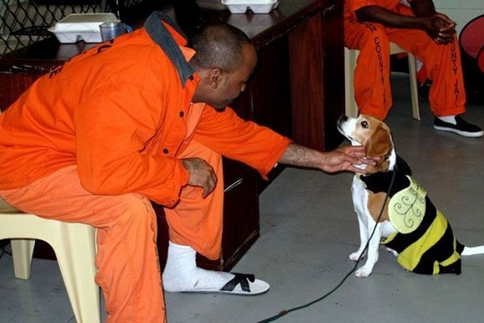Tù nhân ở Thái Lan được phép nuôi thú cưng để chống lại bệnh trầm cảm