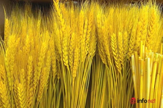 Loại bông vàng ruộm, decor sáng rực cả góc nhà, giá lại 'hạt dẻ'... dân Hà thành mê mẩn tìm chơi