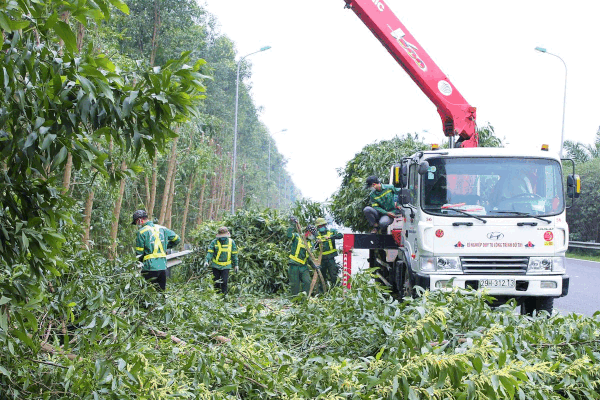 Lý do hàng chục người cắt trụi cây keo dọc Đại lộ Thăng Long