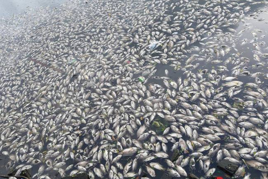 Đà Nẵng: Cá chết nổi trắng hồ Thạc Gián, người dân bịt mũi bỏ tập thể dục