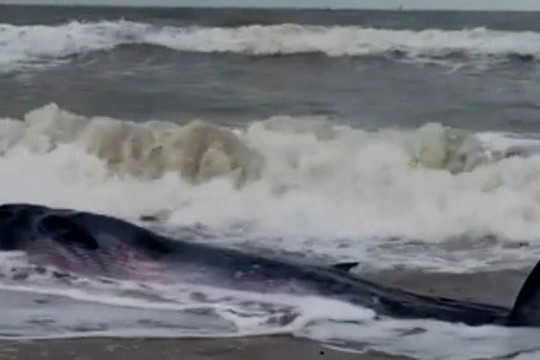 Hàng chục người giải cứu cá voi nặng gần 2 tấn mắc cạn