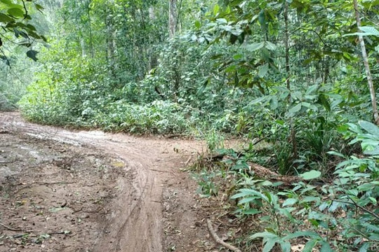 Gia Lai: Bị bắt quả tang chở gỗ lậu, 'lâm tặc' hành hung nhân viên bảo vệ rừng