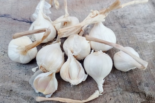 5 loại thảo mộc giảm đau tai