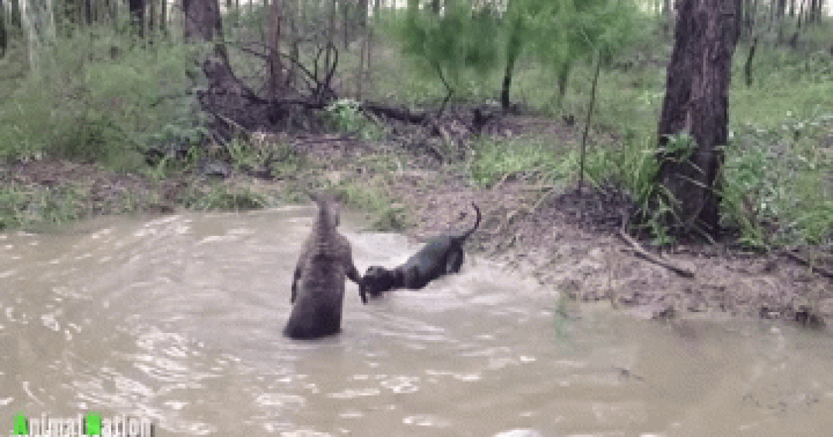 Bị truy đuổi, chuột túi tung "đòn hiểm" khiến chó săn khiếp hãi