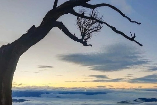 Đã tìm thấy người chặt cây phong ba đẹp nhất biển mây Lảo Thẩn - Y Tý