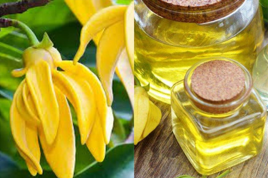 6 lợi ích của tinh dầu ngọc lan tây