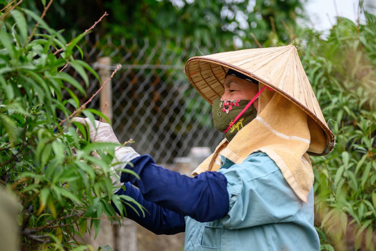 Người dân trồng đào Nhật Tân tất bật tuốt lá, lắp điều hòa cho đào Tết