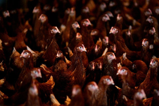 63 con gà bất ngờ lăn ra chết vì tiếng nhạc 'đinh tai nhức óc' của đám cưới