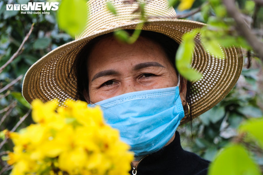 Ảnh: Mai nở vàng rực, người trồng dưới chân núi Hoành Sơn buồn thiu