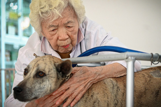 Phòng khám đặc biệt của bà giáo 88 tuổi điều trị miễn phí cho chó mèo