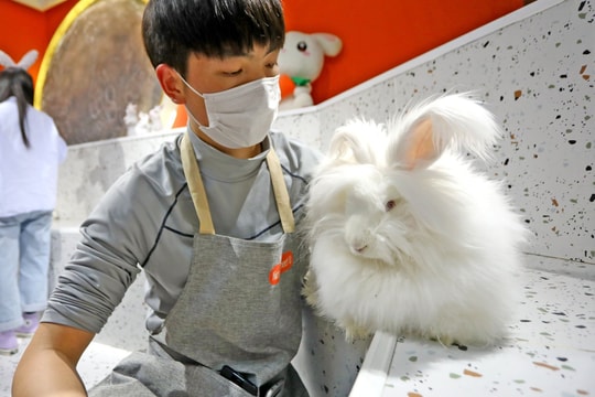 Hãng thời trang Armani ngừng sử dụng len angora để bảo vệ động vật