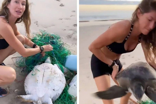 Siêu mẫu Gisele Bundchen nhận về "triệu like" vì ra tay cứu sống rùa biển