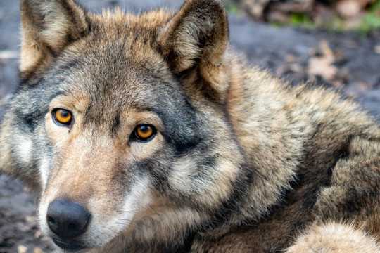 Giống sói Na Uy tuyệt đẹp chính thức bị tuyệt chủng