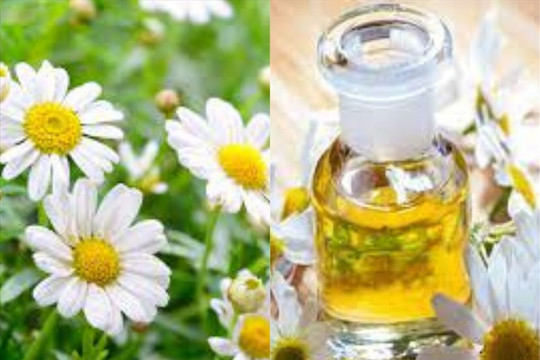 5 lợi ích của tinh dầu hoa cúc đối với sức khỏe