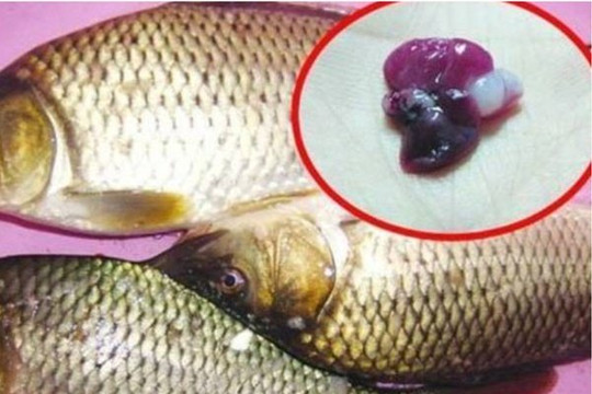 2 bộ phận của cá chứa cực nhiều "độc tố", nhớ vứt bỏ ngay kẻo hại gan, sinh bệnh