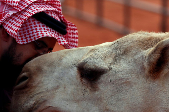 40 con lạc đà bị loại khỏi cuộc thi nhan sắc vì... chỉnh sửa sắc đẹp