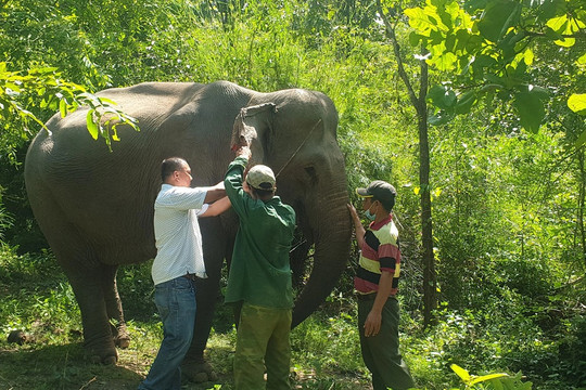 Đắk Lắk hỗ trợ chủ voi trên 400 triệu đồng nếu voi sinh sản