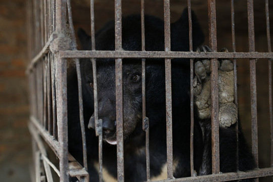 Giải cứu cá thể Gấu Ngựa cuối cùng bị nuôi nhốt tại Sơn La