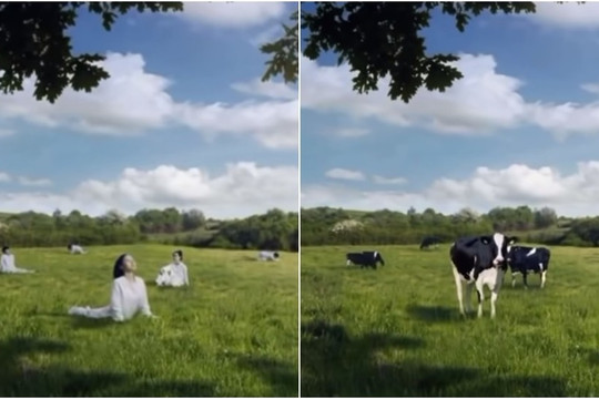 Quảng cáo sữa tươi Hàn Quốc hứng chỉ trích vì so sánh phụ nữ với bò