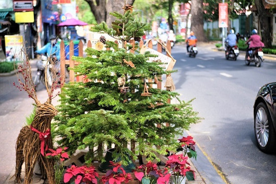 Hành trình qua 3 nước đưa cây thông Đan Mạch về Việt Nam chơi Noel