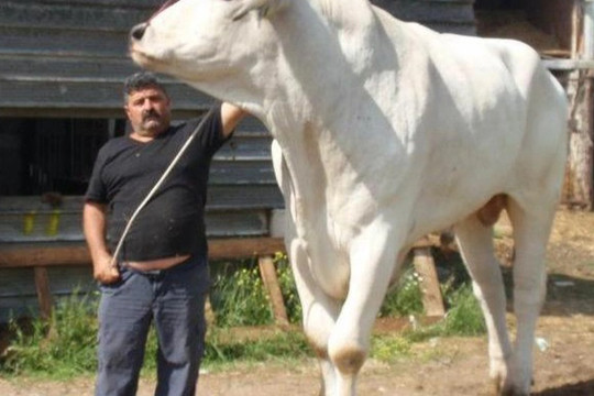 "Quái vật" gia súc lâu đời nhất trên Trái Đất, cao 2 mét, nặng 1700kg