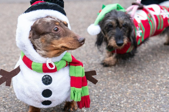 Chó xúc xích dự lễ hội diễu hành Giáng sinh tại Anh