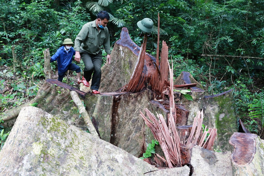 Vụ phá rừng đặc dụng: Cần gần 400 triệu đồng để giám định chủng loại gỗ