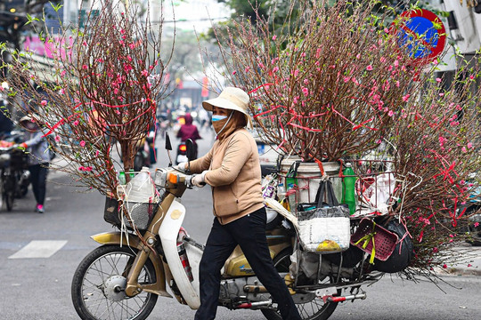 Sắc đỏ hoa đào len lỏi khắp phố phường Hà Nội ngày đầu tháng Chạp
