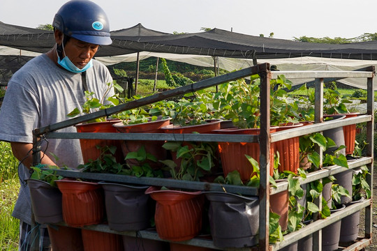 Lo ngại ế vụ hoa Tết, một số nhà vườn ở TPHCM chuyển sang trồng rau sạch
