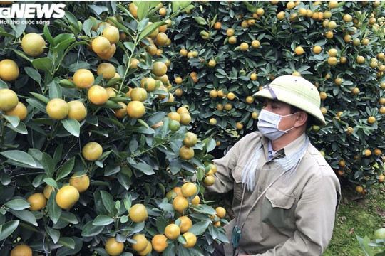 Ảnh: Làng quất cảnh nổi tiếng Nam Định vào mùa Tết, nông dân chờ thu trăm triệu