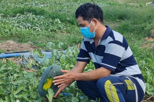 Dưa hấu rớt còn hơn 2.000 đồng/kg, nông dân ngóng chờ thương lái