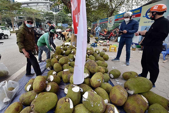 Thêm Quảng Ninh dừng xuất nhập khẩu, hàng triệu tấn hoa quả nguy cơ
