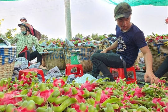 Chủ kho lạnh ngừng mua thanh long, dân lao đao