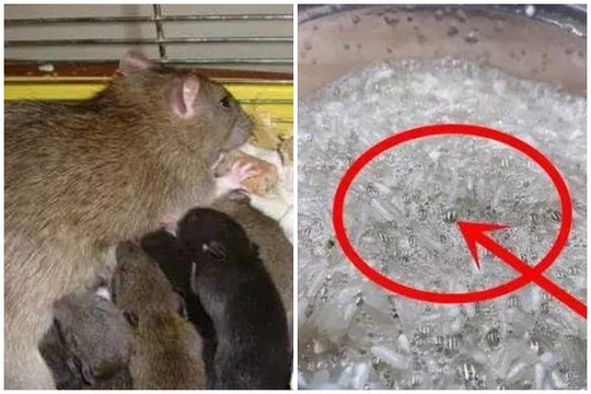 Đừng hoảng sợ nếu có chuột trong nhà của bạn! Khuấy những thành phần sau và để trong nhà, nó có tác dụng hơn cả thuốc diệt chuột