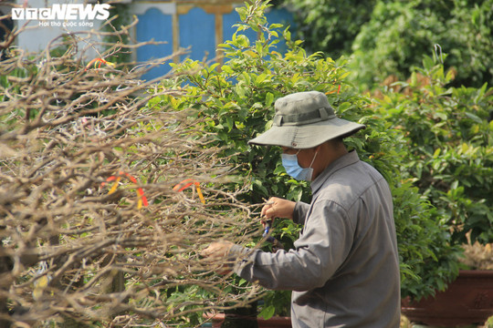 Ảnh: Chủ vườn đưa mai 'xuống phố', nhiều cây đợi ngày ra Bắc đón Tết
