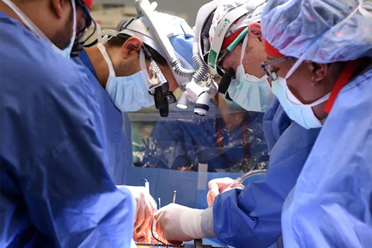Nhà khoa học mất 10 năm nuôi dưỡng lợn để cấy ghép tim cho người