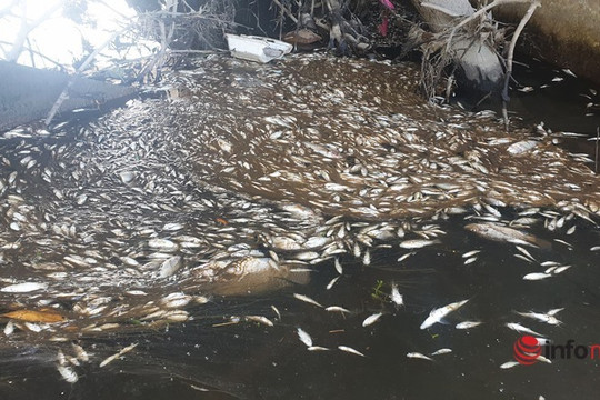 Quảng Nam: Cá chết hàng loạt, nổi trắng mương thoát nước