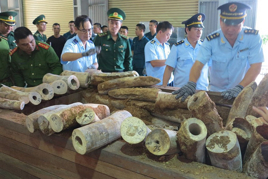 Bắt giữ lô hàng vẩy tê tê, ngà voi nhập lậu qua Cảng Tiên Sa gần 50 triệu USD