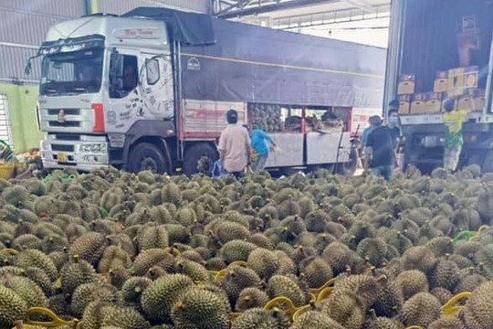 Nông nghiệp Tây Nguyên - dấu ấn “tỷ đô” và giá trị của liên kết