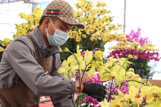 Vượt 300km xuống Thủ đô cắm hoa lan vụ Tết, bỏ túi tiền triệu mỗi ngày