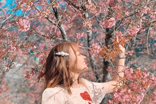 Những địa điểm ngắm mai anh đào ở Việt Nam đẹp tựa chốn Phù Tang